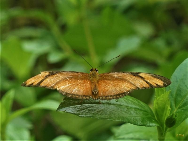 bdFoto 3.JPG - Artis en de hortus botanicus